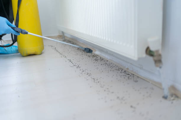 Best Local Pest Control Services  in Pis, AR